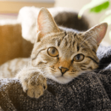 Constipation du chat